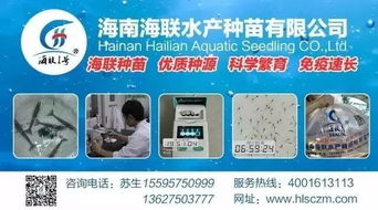 行情高漲激發養戶熱情，淡水魚功能料時代 超越噱頭的技術深耕與價值回歸